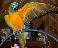 Blue & Gold Macaw Blue & Gold Macaw