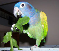 Pionus Parrot Eating Dandelion