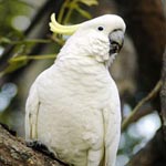 Jigsaw Cockatoo3