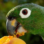 Jigsaw Conure
