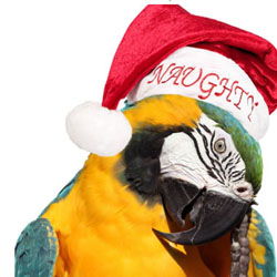 Christmas Parrot Christmas Parrot
