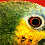 Cockatiel Cockatiel