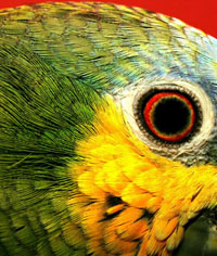 Amazing Amazon Eye Amazing Amazon Eye