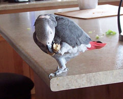 African Grey Playing with Cork