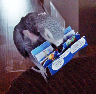 African Grey Plays with Recycled Xmas Card