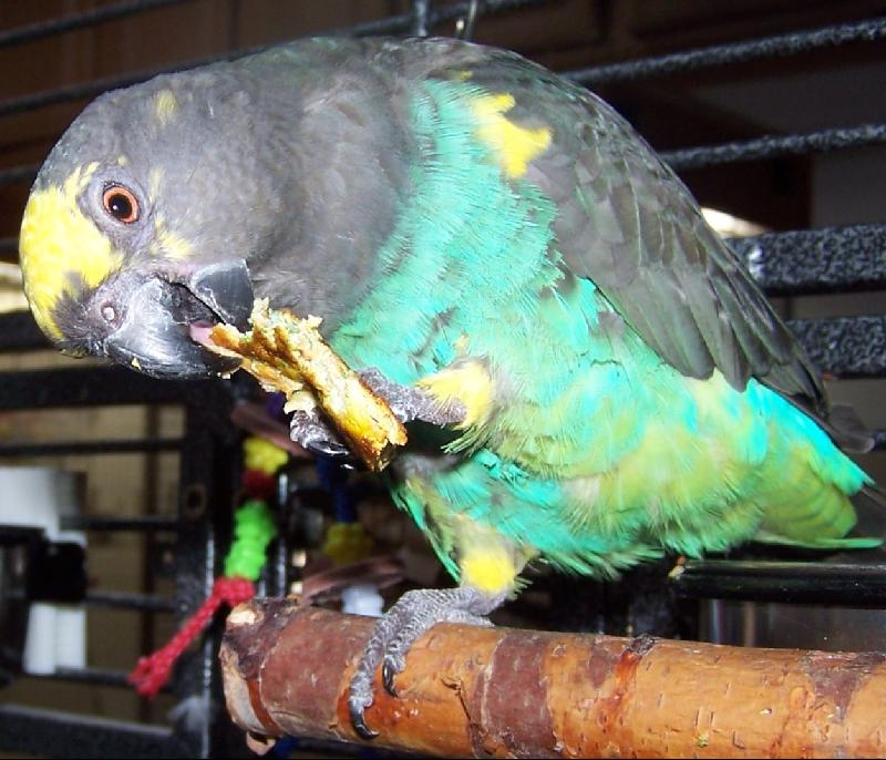 Snacking Parrot, Sprout Article