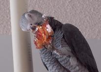 African Grey Plays with a Fortune Cookie