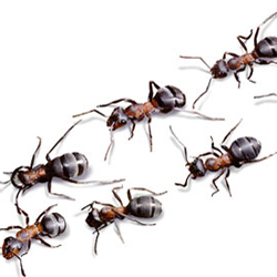 Bug Wars - Ants