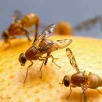Bug Wars - Fruit Flies