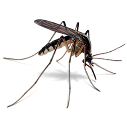 Bug Wars - Mosquitoes