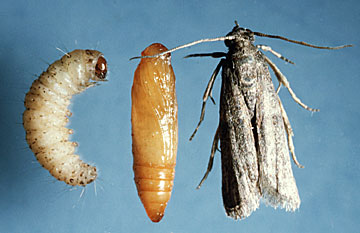 Bug Wars - Moths