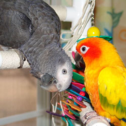African Grey and Sun Conure