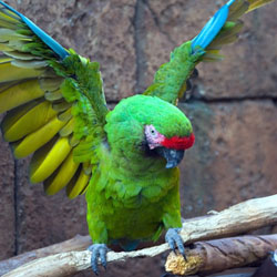 Parrot Perches