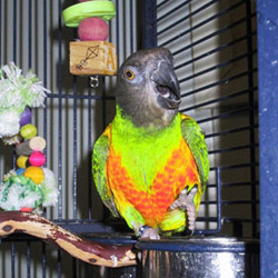 Parrot Cage Placement