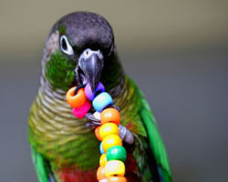 Choosing Toys for Your Bird