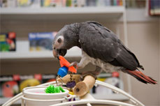 Cleaning Parrot Toys and Cage