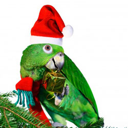 Parrot Holiday Safety