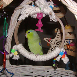 Safe toys for parrots
