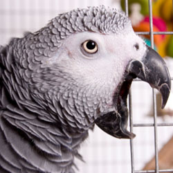 Parrot Vocalizations