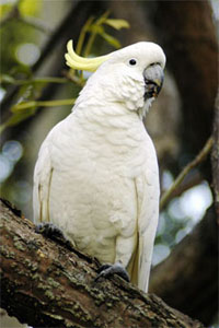 Cockatoo in a Tree Cockatoo in a Tree
