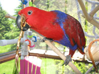 Eclectus Parrot Eating a Dandelion Eclectus Parrot Eating a Dandelion