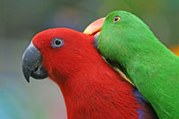 Male & Female Eclectus Male & Female Eclectus
