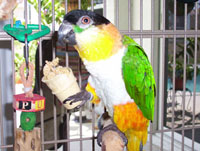 Black Headed Caique Black Headed Caique