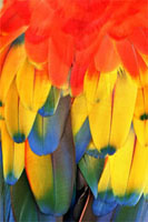 Macaw Feathers Macaw Feathers