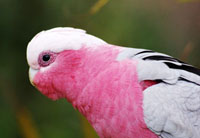Rose Breasted Cockatoo Rose Breasted Cockatoo