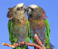 Hawkhead Parrots Hawkhead Parrots