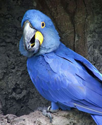 Hyacinth Macaw Hyacinth Macaw