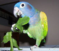 Pionus Parrot Eating Dandelion Pionus Parrot Eating Dandelion