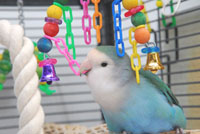 Lovebird Playing Lovebird Playing