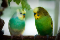Parakeets Parakeets
