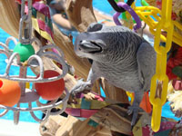 African Grey African Grey