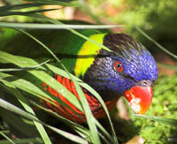 Rainbow Lorikeet Rainbow Lorikeet