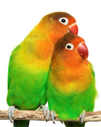 Fischer's Lovebirds Fischer's Lovebirds