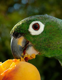 Conure Eats Peach Conure Eats Peach