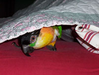 Caique Parrot Hiding! Caique Parrot Hiding!
