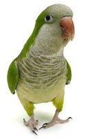Quaker Parakeet Quaker Parakeet