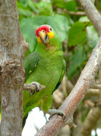 Red Lored Amazon Red Lored Amazon