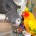 Meeting the Emotional Needs of Parrots