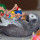 The Amazing Bird Brain