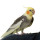 Why and How Birds Talk