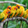 Flock Life: Safety in Numbers