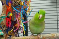 Smiling Parrotlet Smiling Parrotlet