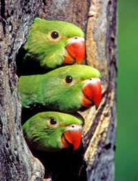 Nesting Conures Nesting Conures