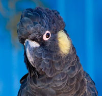 Yellow Tail Black Cockatoo Yellow Tail Black Cockatoo