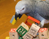 African Grey with ABC Blocks African Grey with ABC Blocks