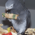 BuddyCoinWrapper2